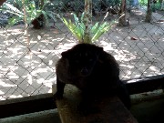 328  luwak (asian palm civet).JPG